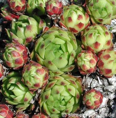 cantabricum ssp. urbionense from Viniegra