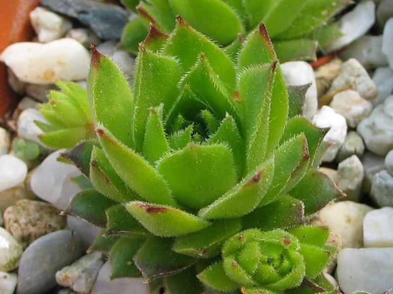 cantabricum (vicentei) from Picos de Urbion