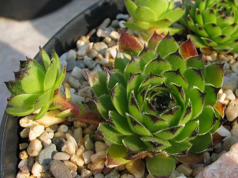 cantabricum ssp. cantabricum from Bulnes