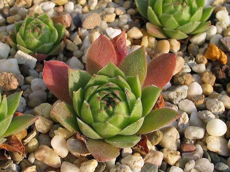 cantabricum ssp. cantabricum from Cuevas del Sil