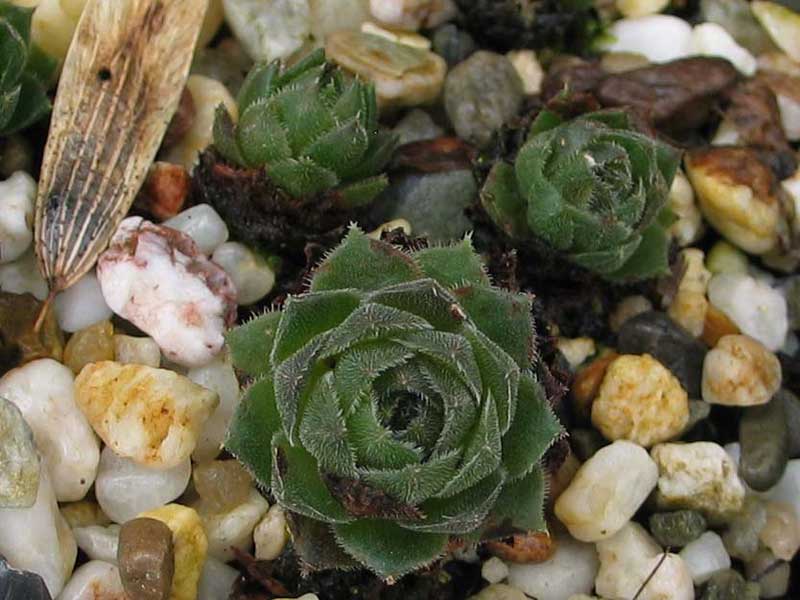 cantabricum ssp. cantabricum from Puerto de Leitariegos