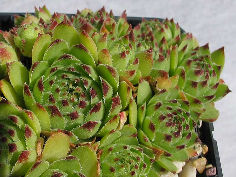 cantabricum ssp. guadarramense from Pico de Lobo