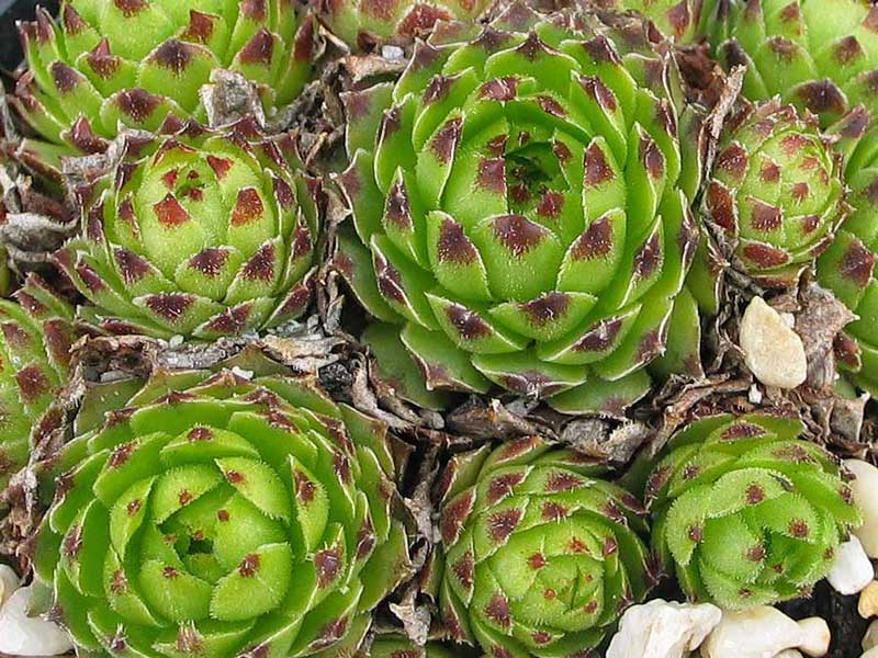 cantabricum ssp. guadarramense from Pico de Lobo
