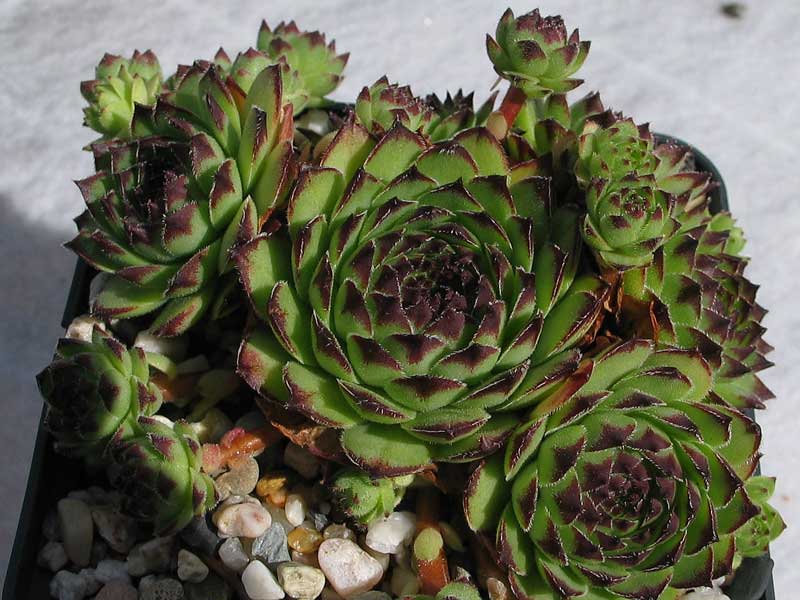cantabricum ssp. guadarramense from Las Torres de la Pedriza