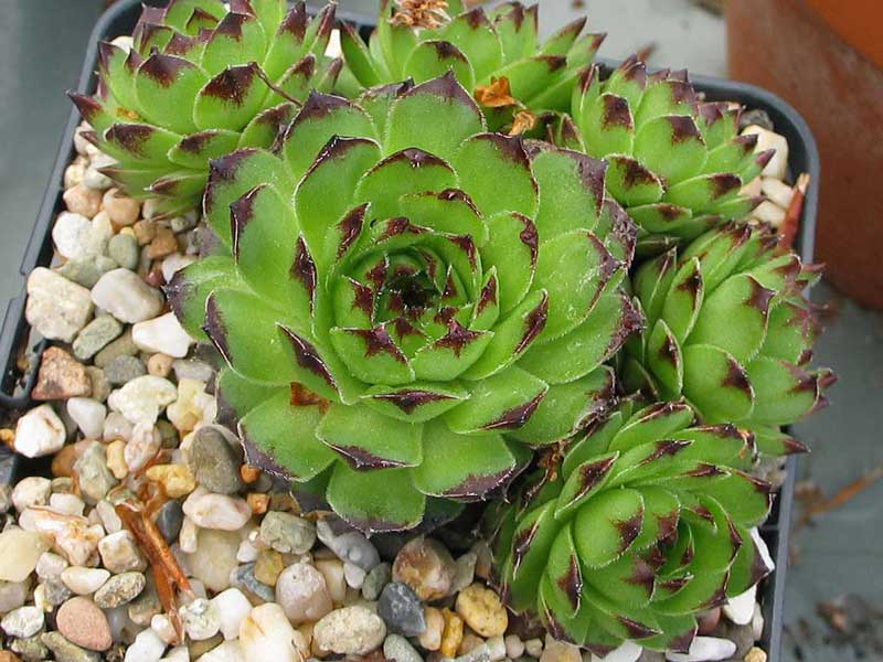 cantabricum ssp. guadarramense from Las Torres de la Pedriza