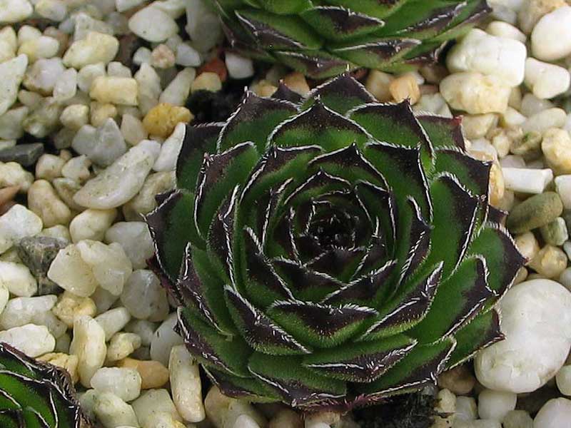 cantabricum ssp. guadarramense from Las Torres de la Pedriza