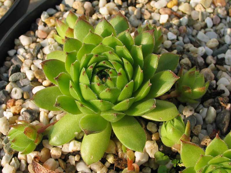 cantabricum ssp. urbionense from Laguna Negra de Urbión