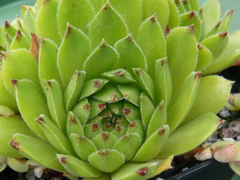 cantabricum ssp. urbionense from Laguna Negra de Urbión
