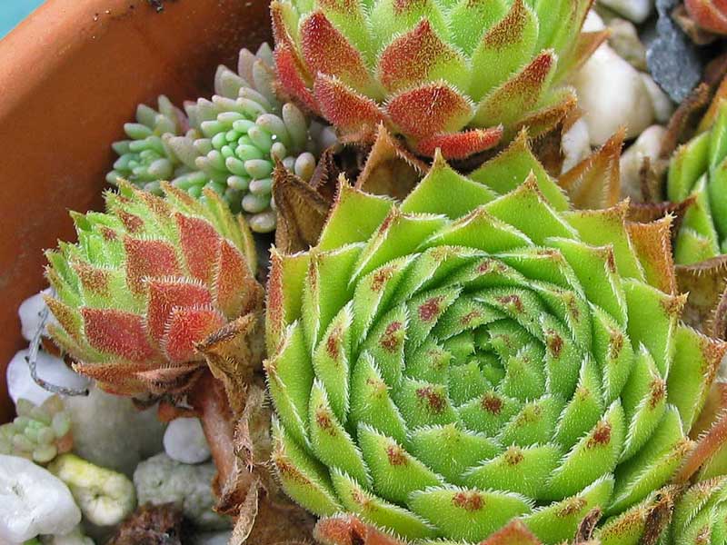cantabricum (vicentei) from Picos de Urbion