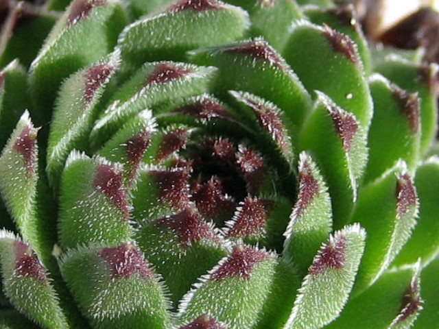 cantabricum