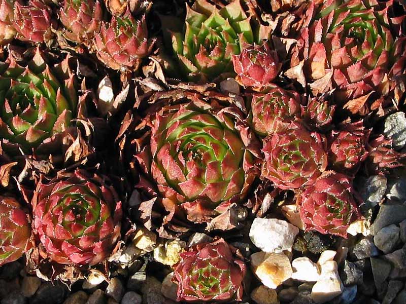 cantabricum ssp. cantabricum from Picos de Europa