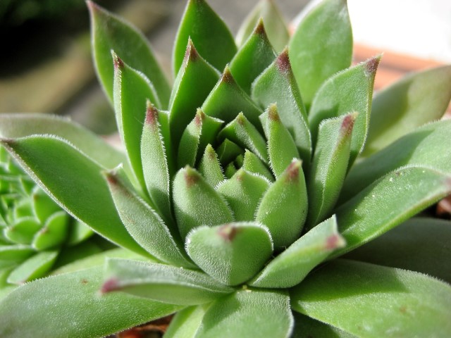 cantabricum ssp. cantabricum from Pico El Miro