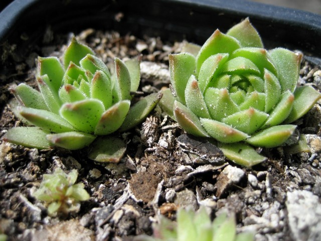 cantabricum ssp. cantabricum from Pico Tambaron