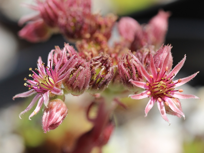 cantabricum ssp. cantabricum from Bulnes