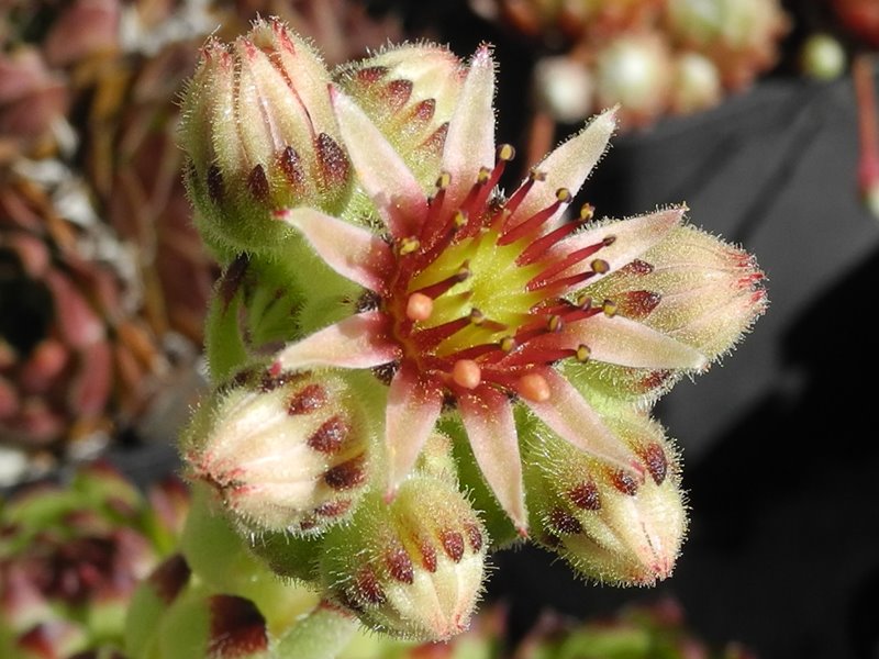 cantabricum ssp. guadarramense from Las Torres de la Pedriza