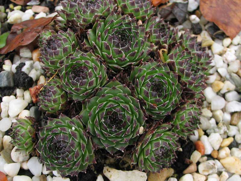 cantabricum ssp. guadarramense from Pico de Lobo