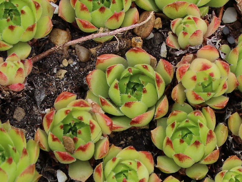 cantabricum ssp. urbionense from Berezales