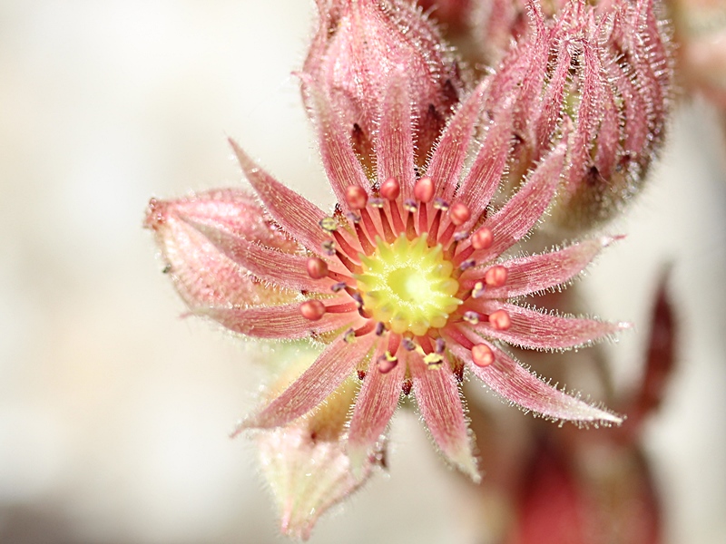 cantabricum (vicentei) from Picos de Urbion