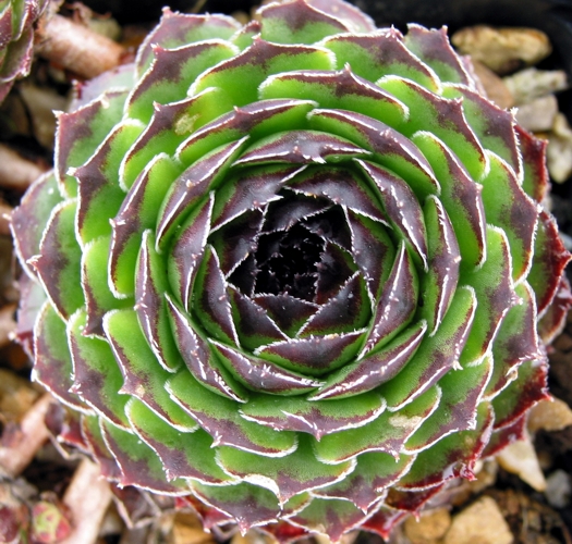 cantabricum ssp. guadarramense from Puerto de Navafria