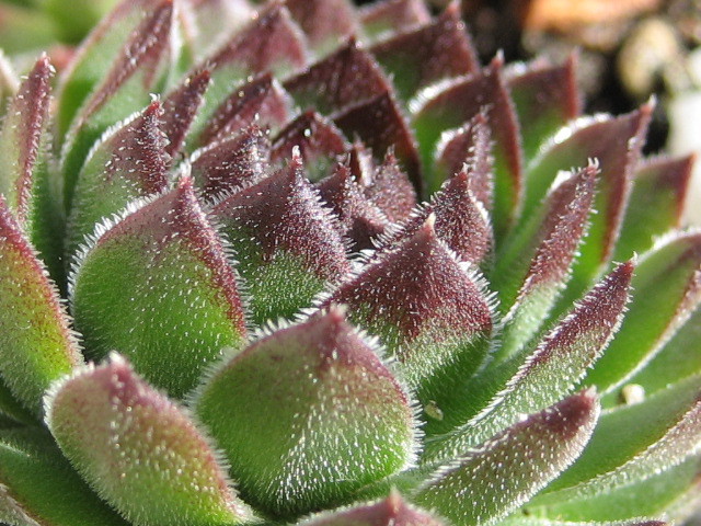 cantabricum