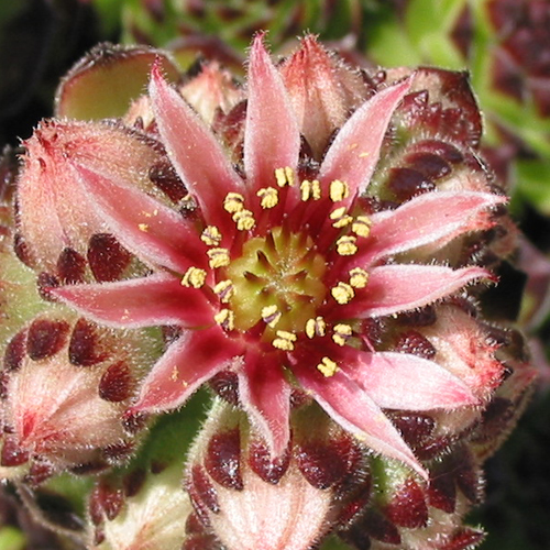 cantabricum ssp. guadarramense from Puerto de Navafria