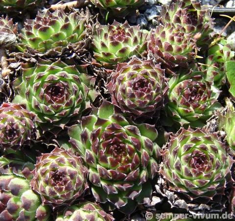 cantabricum from Jou Bajo
