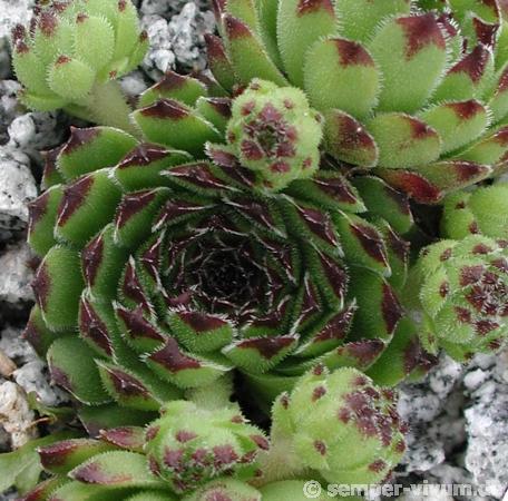 cantabricum from Jou Bajo