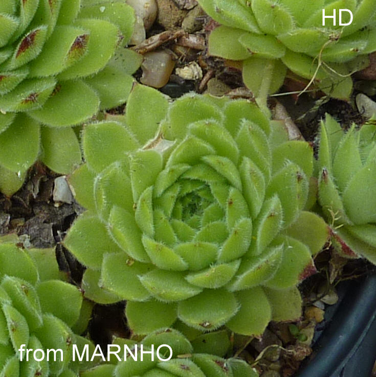 cantabricum from Naranjo de Bulnes