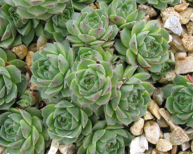 cantabricum ssp. cantabricum from Puerto de Leitariegos