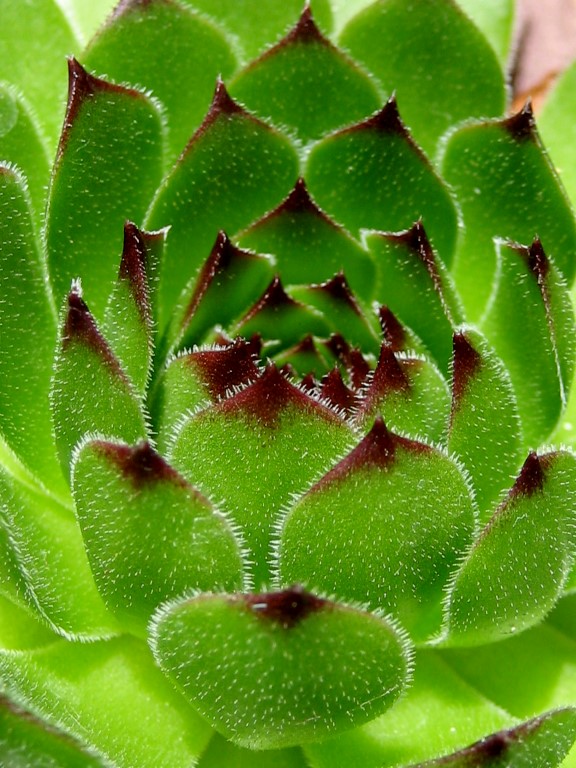 cantabricum ssp. cantabricum from Montañas de Reinosa