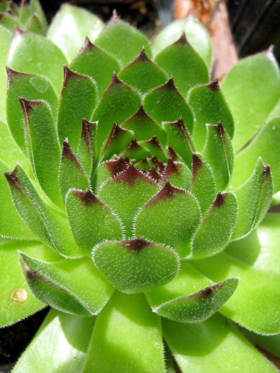 cantabricum ssp. cantabricum from Montañas de Reinosa