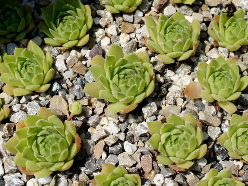 cantabricum ssp. guadarramense (gredosense) from Portilla del Rey