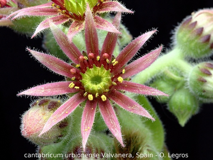 cantabricum ssp. urbionense from Valvanera