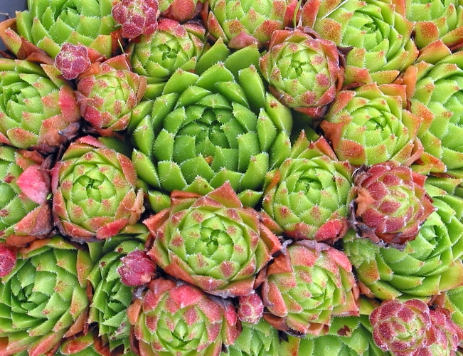 cantabricum ssp. urbionense