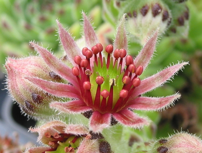 cantabricum ssp. urbionense from Valvanera