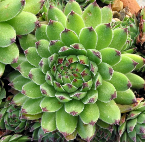 cantabricum ssp. urbionense from Valvanera