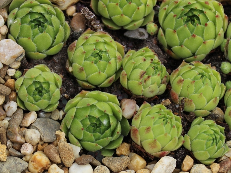 cantabricum ssp. urbionense from El Gatón