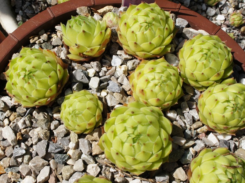 cantabricum ssp. urbionense from El Gatón