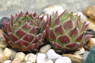 cantabricum ssp. urbionense from El Gatón