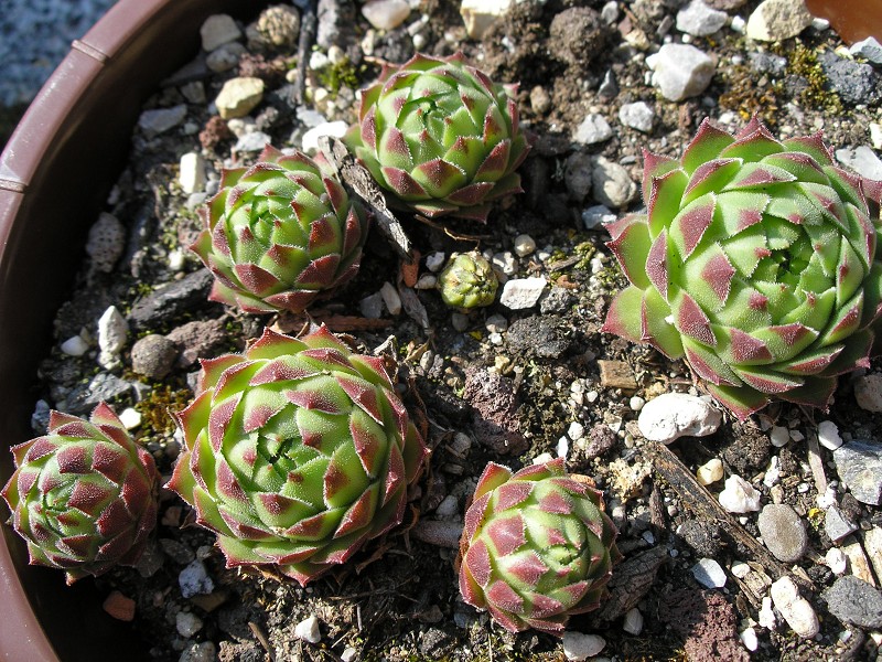 cantabricum ssp. urbionense from El Gatón