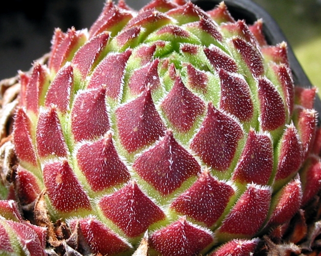 cantabricum ssp. urbionense from El Gatón