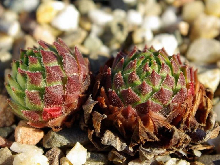 cantabricum ssp. urbionense from El Gatón
