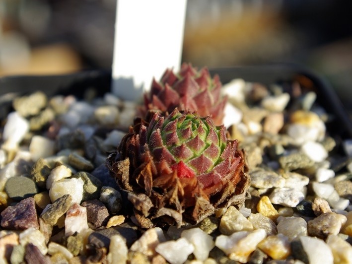 cantabricum ssp. urbionense from El Gatón
