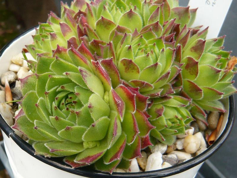 cantabricum ssp. urbionense from El Gatón