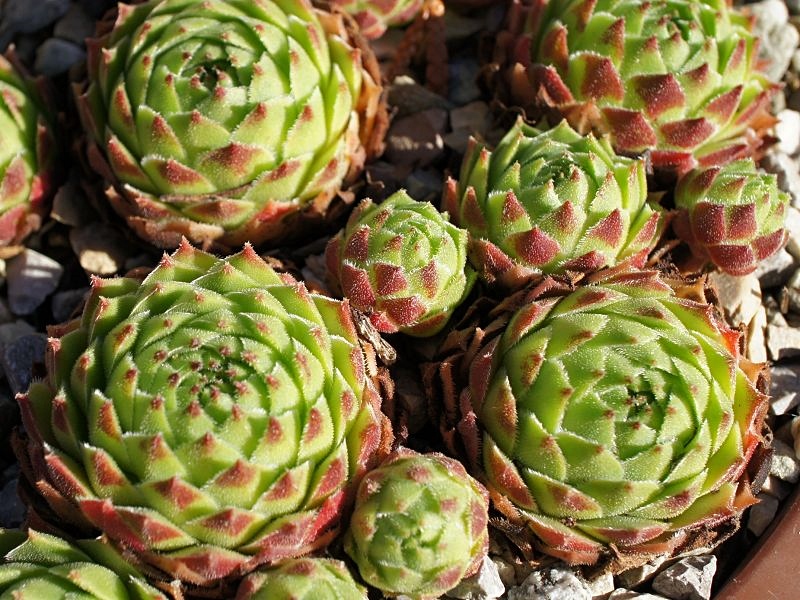 cantabricum ssp. urbionense from El Gatón