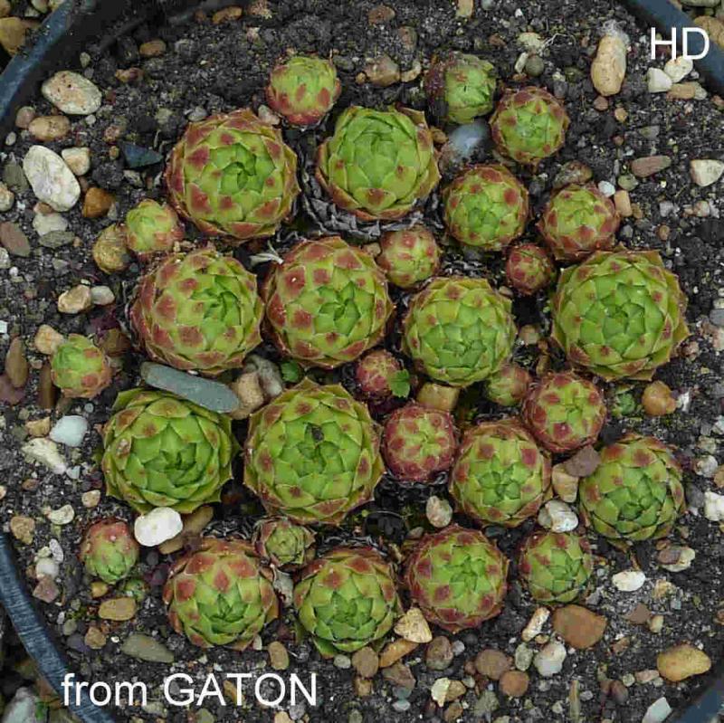 cantabricum ssp. urbionense from El Gatón