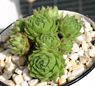 cantabricum ssp. urbionense from El Gatón