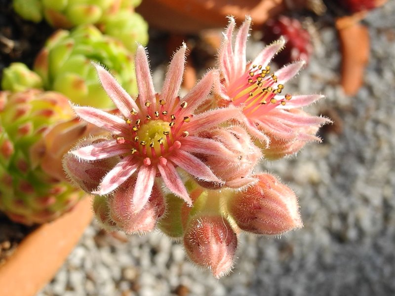 cantabricum ssp. urbionense from El Gatón