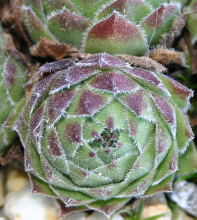 cantabricum ssp. urbionense from El Gatón