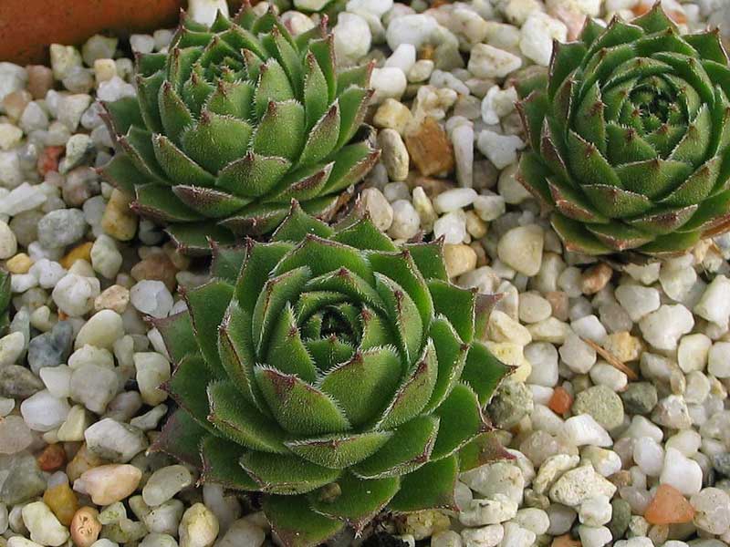 cantabricum ssp. urbionense from El Gatón